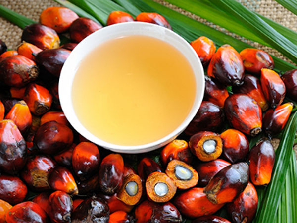 Minyak Inti Sawit Palm Kernel Oil 1553