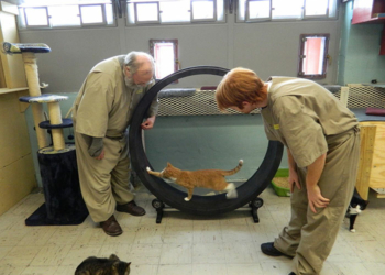 Penjara unik, Metode Mengubah Karakter Narapidana Dengan Merawat Kucing