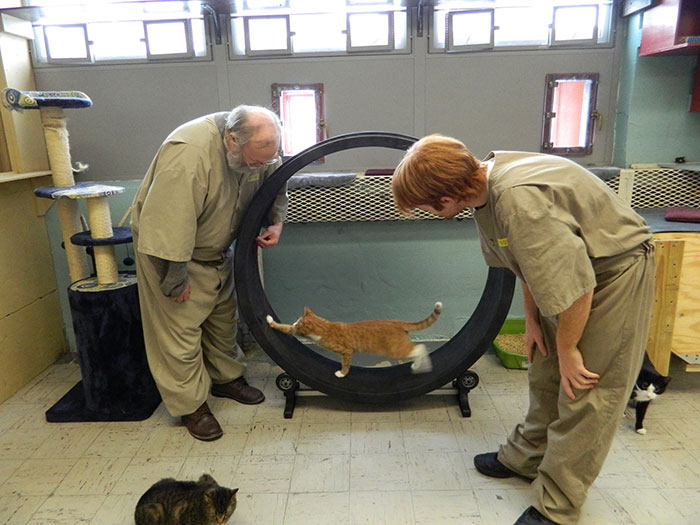 Penjara unik, Metode Mengubah Karakter Narapidana Dengan Merawat Kucing