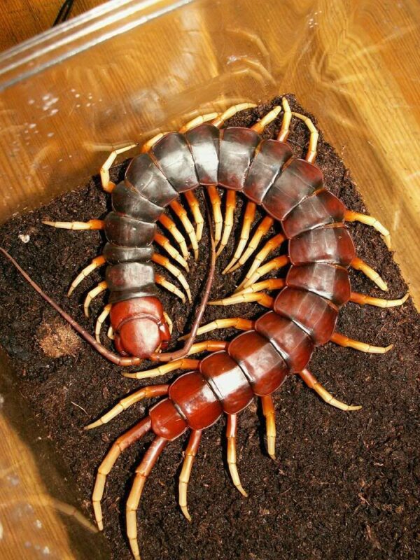 Kelabang mematikan Amazonian Giant Centipede