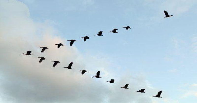 Alasan Burung Tidak Pernah Bertabrakan Saat Terbang Bersama 3 Burung Bentuk V