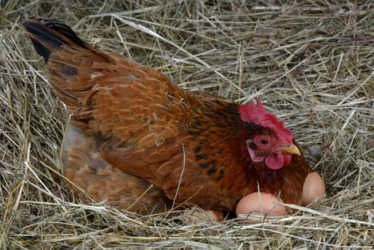 Meskipun Tidak Dibuahi Ayam Jantan, Ayam Betina Tetap Bisa Bertelur