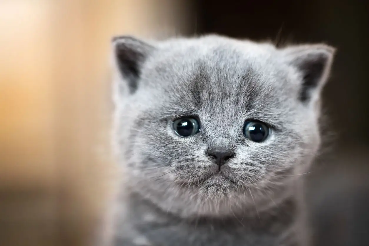 Kucing Menangis