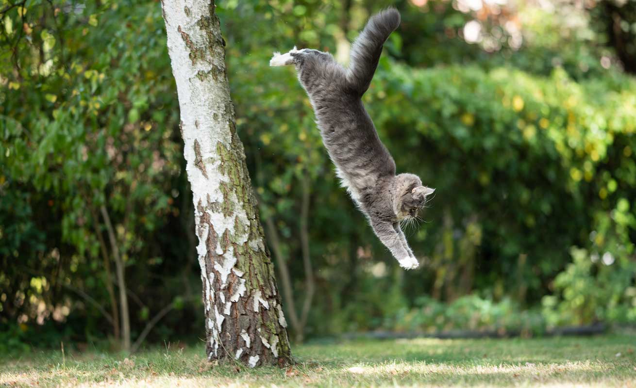 Kucing Punya 9 Nyawa