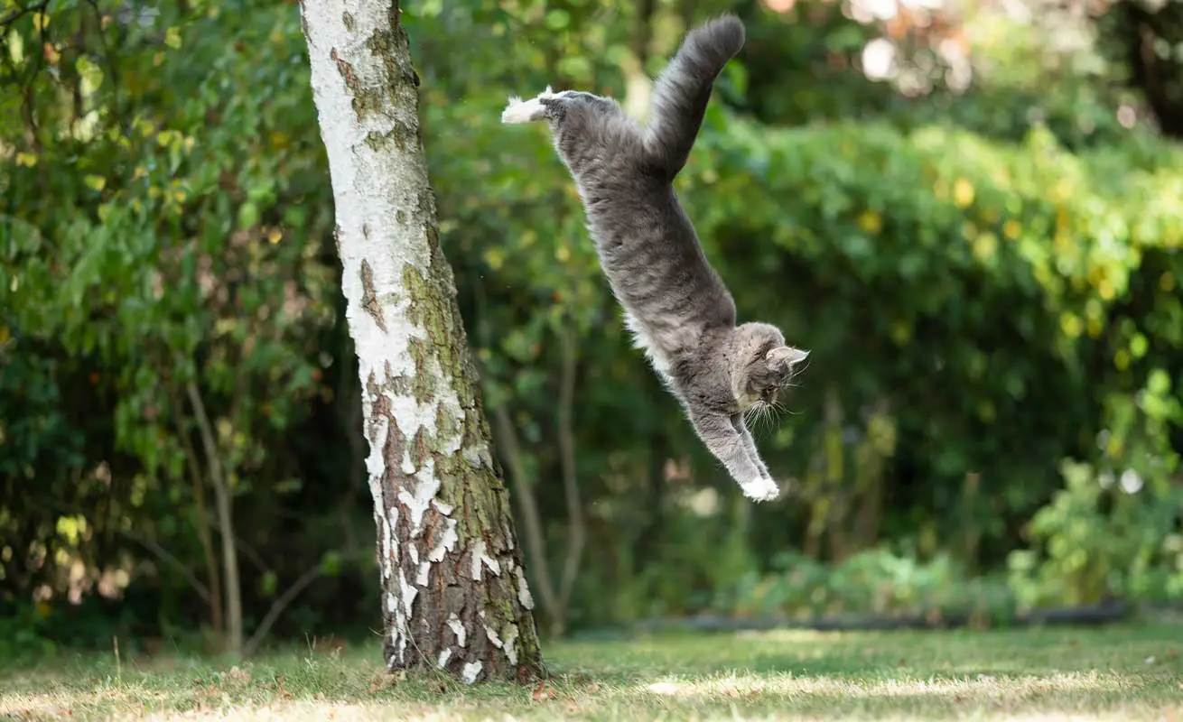Kucing Punya 9 Nyawa