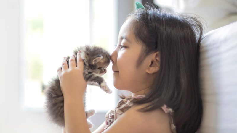 7 Cara Merawat Kucing Yang Tidak Memiliki Induk 12 Ajak Anak Kucing Bermain