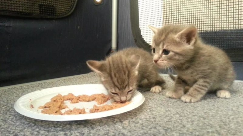 7 Cara Merawat Kucing Yang Tidak Memiliki Induk 10 Berikan Makanan Khusus Anak Kucing