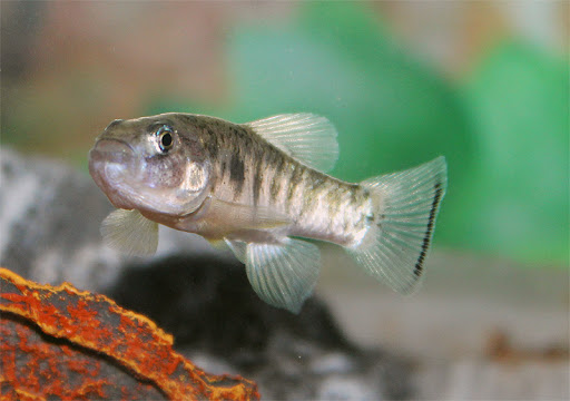Apakah Ikan Juga Kentut? 7 Cyprinodontidae ikan juga kentut