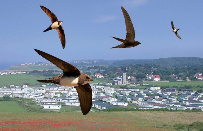Daftar Hewan Yang Waktu Tidurnya Hanya Sebentar, Bahkan Ada Yang Tahan Tak Tidur Berbulan-Bulan 8 Ilustrasi Burung Alpine Swifts
