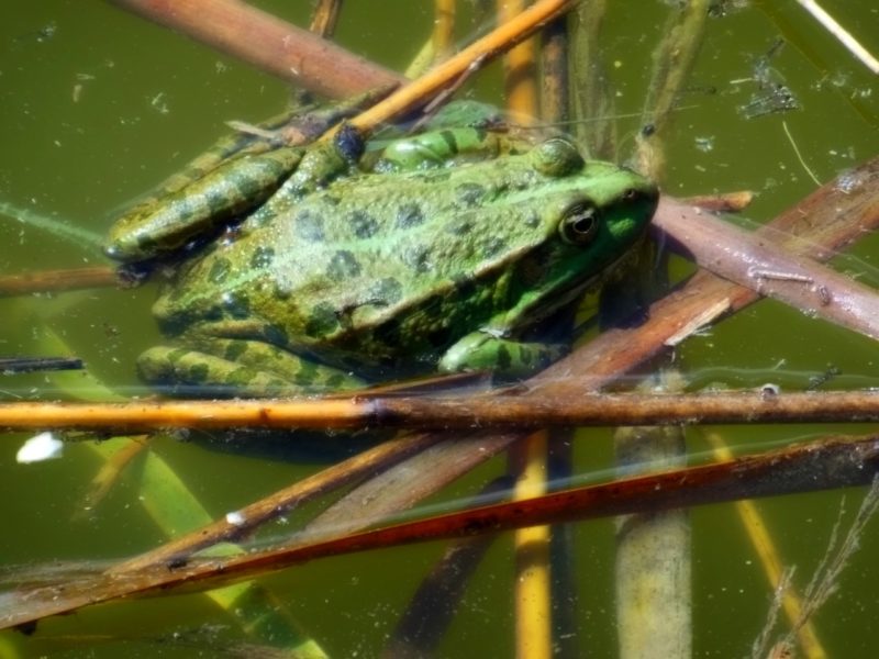 Daftar Hewan Yang Waktu Tidurnya Hanya Sebentar, Bahkan Ada Yang Tahan Tak Tidur Berbulan-Bulan 7 Ilustrasi Katak Bullfrog