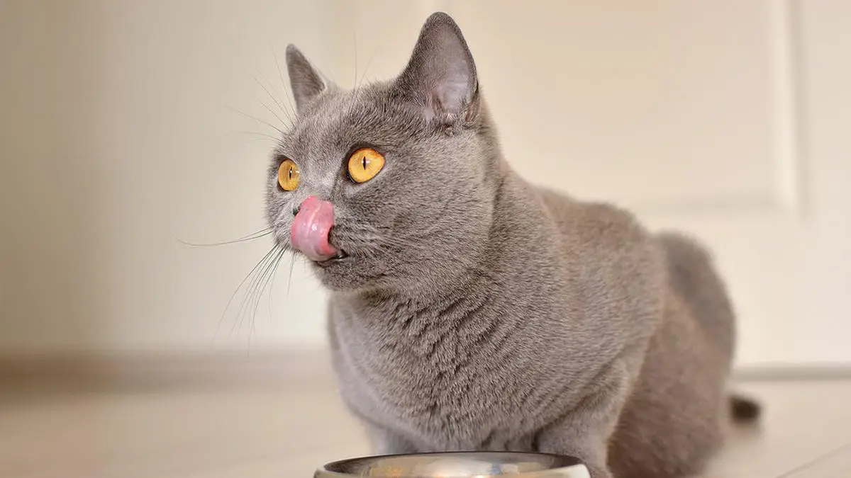 Kucing Menjulurkan Lidahnya