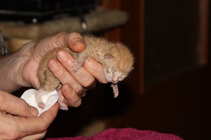 7 Cara Merawat Kucing Yang Tidak Memiliki Induk 6 Membersihkan Anak Kucing