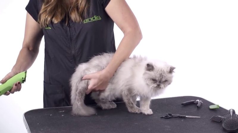 Mencukur Bulu Kucing