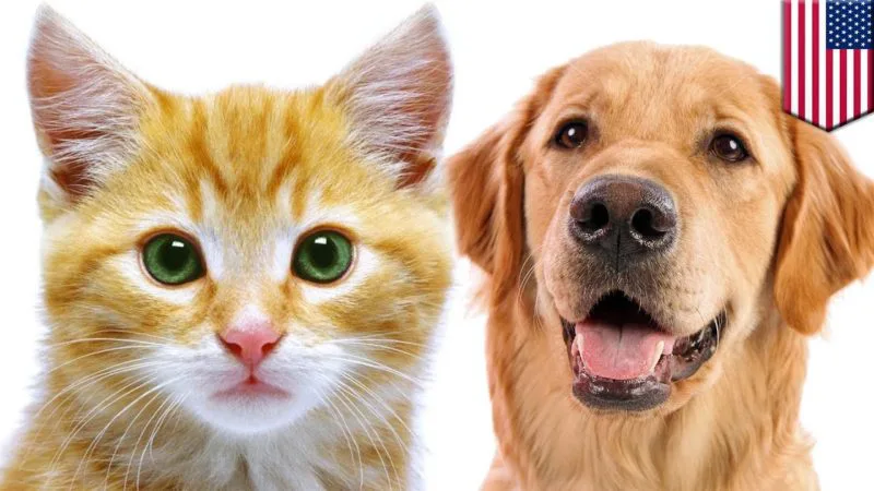 Mengapa Kucing Dan Anjing Jadi Hewan Peliharaan