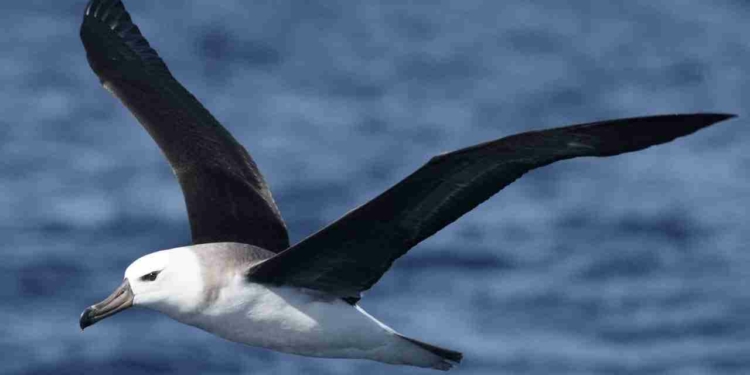 Mengenal Burung Albatross