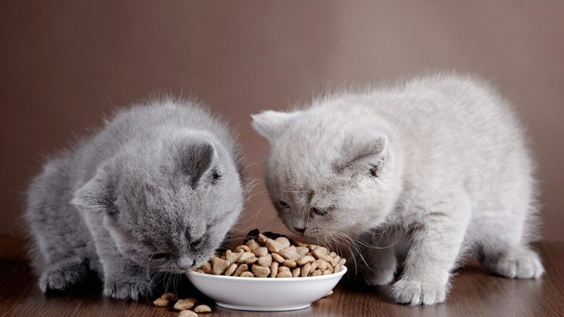Menyimpan Makanan Kucing Selain Pada Tempatnya
