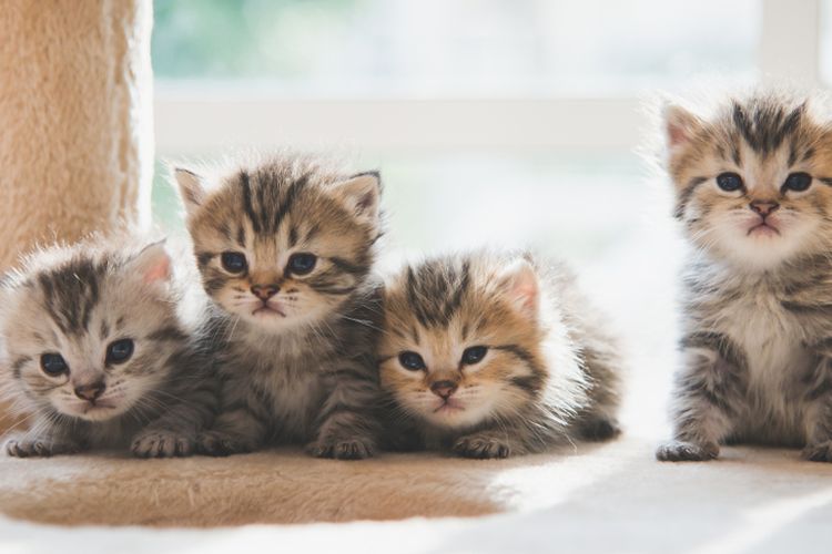7 Cara Merawat Kucing Yang Tidak Memiliki Induk