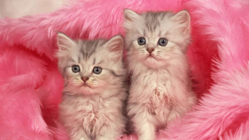 7 Cara Merawat Kucing Yang Tidak Memiliki Induk 8 Pakai Kain Lembut Untuk Tempat Tidur Anak Kucing