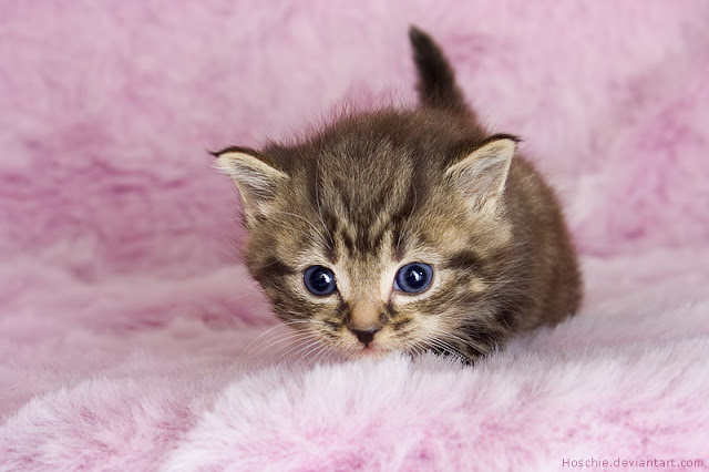 7 Cara Merawat Kucing Yang Tidak Memiliki Induk 7 Pastikan Tubuh Anak Kucing Tetap Hangat
