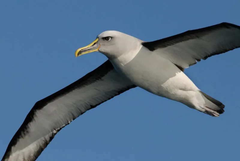 Mengenal Burung Albatross Yang Mampu Terus Terbang, Dengan Sayap Terlebar di Dunia 7 Sayap Yang Besar