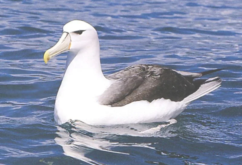 Mengenal Burung Albatross Yang Mampu Terus Terbang, Dengan Sayap Terlebar di Dunia 6 Termasuk Ke Dalam Burung Laut