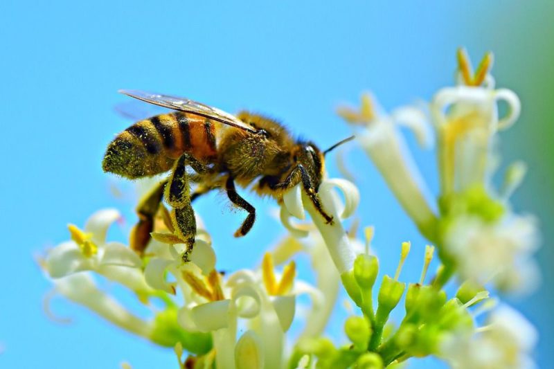 Lebah Mencari Nektar