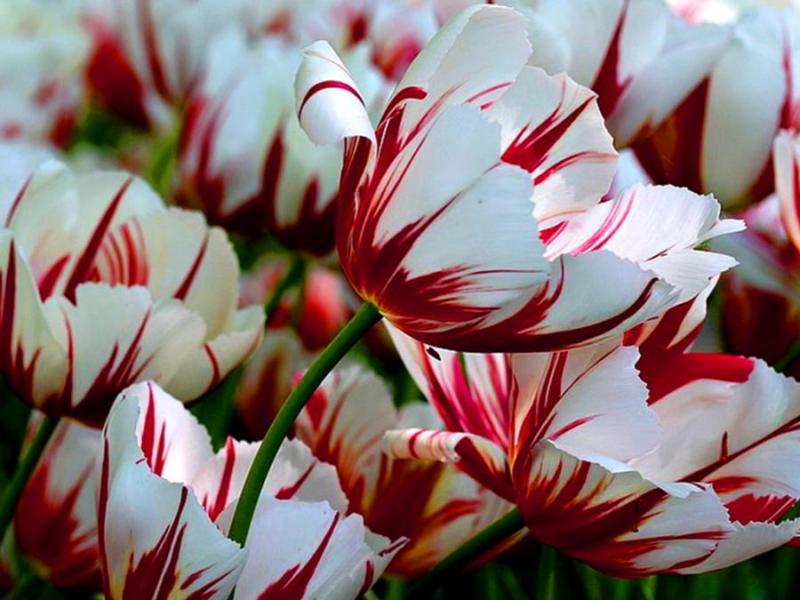 5 Bunga Termahal di Dunia yang Harganya Mencapai Miliaran! 9 2014 0220 Candy Cane Tulips01