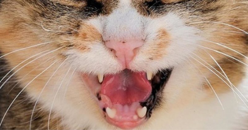 Kucing Tidak Mau Makan Karena Terkena Penyakit Mulut