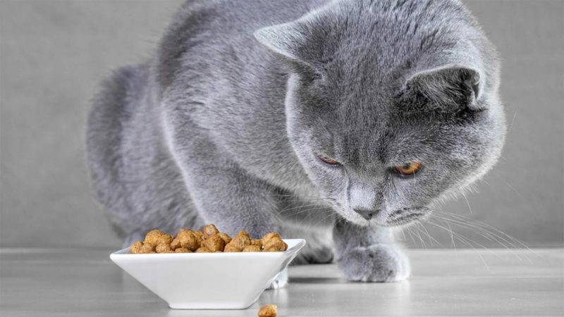 Mengapa Kucing Tidak Mau Makan