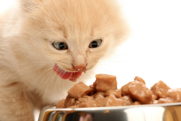 apa penyebab kucing kurang nafsu makan