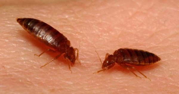 Kenali 5 Hewan Pengisap Darah yang Berbahaya bagi Manusia 10 Bedbug Cimex 9 5c9aa543171a5aceb0407c402f651107 600xauto