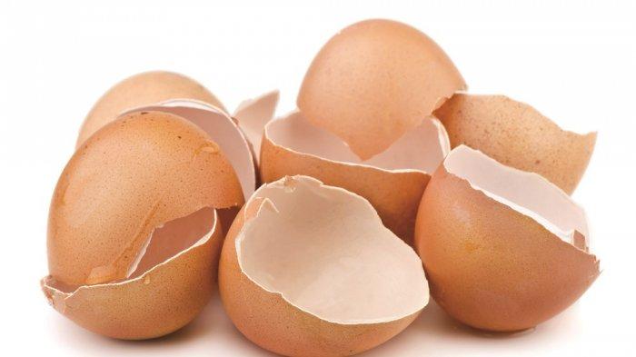 Kerap Dibuang Ini 5 Manfaat Kulit Telur