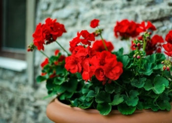 Red Geranium Potted Plant Red Flower Pelargonium Shutterstock Com 12597 1