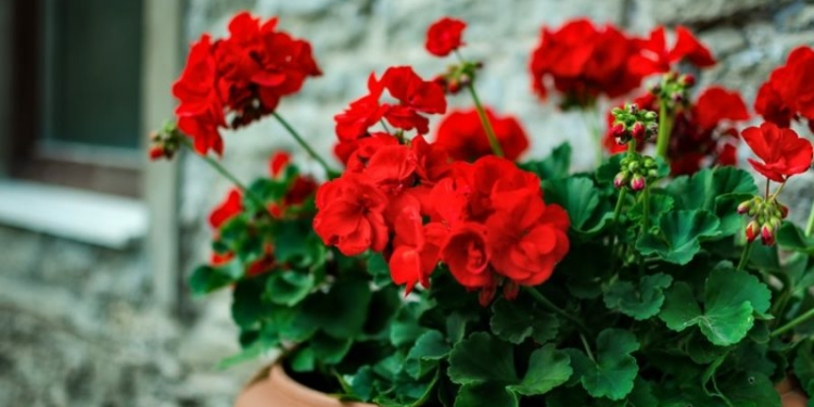 Red Geranium Potted Plant Red Flower Pelargonium Shutterstock Com 12597 1