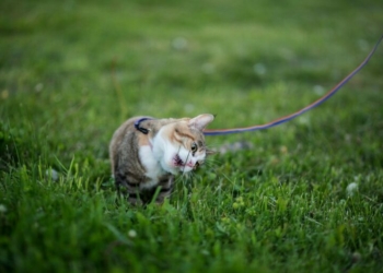 Mengapa Kucing Suka Makan Rumput