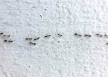Cara Mengusir Semut Yang Berkeliaran Dalam Rumah