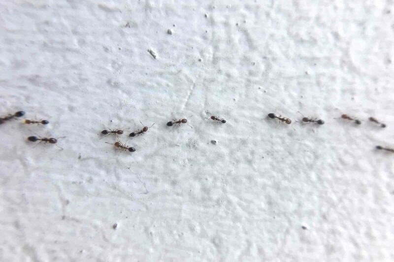 Cara Mengusir Semut Yang Berkeliaran Dalam Rumah