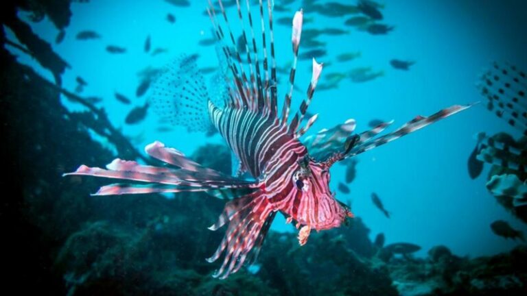 Daftar Ikan Paling Berbahaya Di Dunia Bagi Manusia