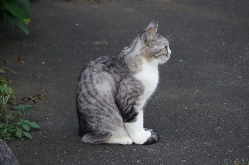 Benarkah Mitos Jika Menabrak Kucing Akan Mengalami Kesialan 