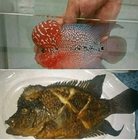 Ikan kesayangan
