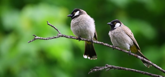 Kenapa Burung Sering Stres? Ini 5 Penyebab Dan Cara Mengatasinya