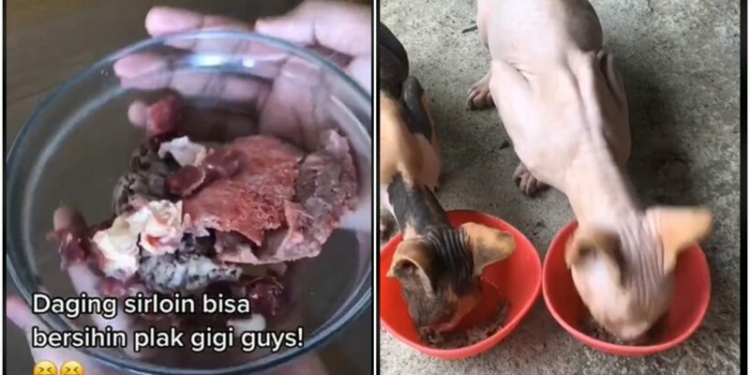 Pemuda Ini Habiskan Uang Puluhan Juta Rupiah Untuk Membeli Daging Sirloin Sebagai Makanan Kucingnya