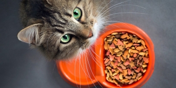 Rekomendasi Makanan Kucing