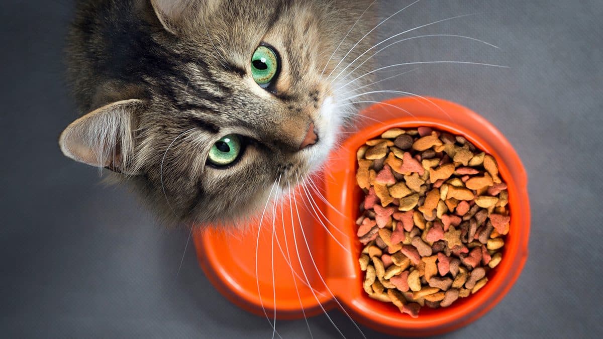 Rekomendasi Makanan Kucing
