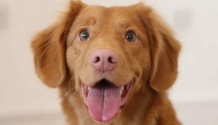 Ras anjing harga termahal di dunia