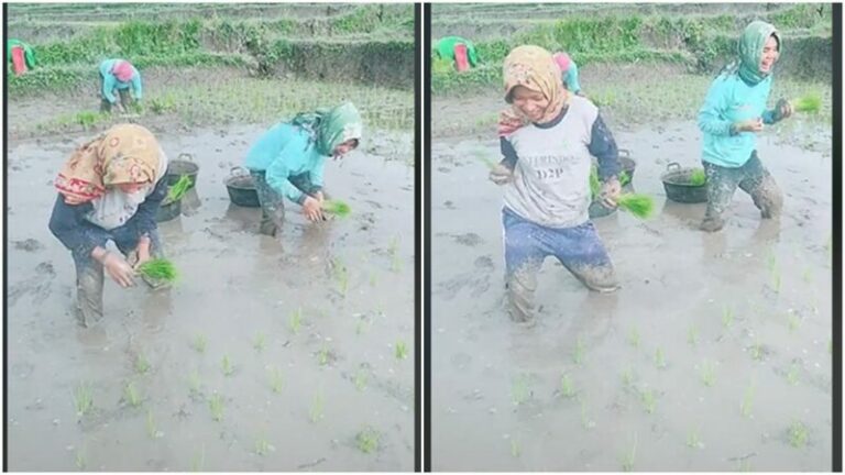Aksi Cewek Tanam Padi Sambil Joged Tiktok