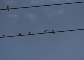 Alasan Mengapa Burung Tidak Kesetrum Jika Bertengger Di Kabel Listrik