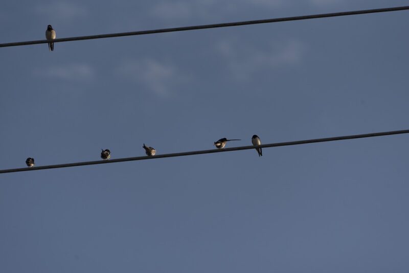 Alasan Mengapa Burung Tidak Kesetrum Jika Bertengger Di Kabel Listrik