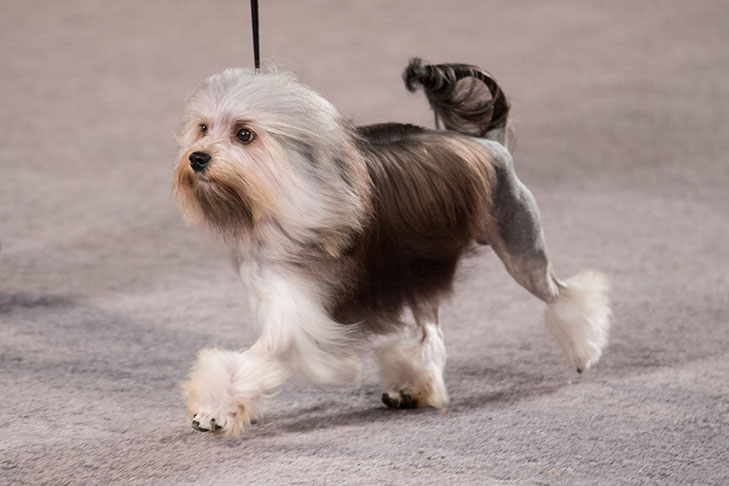 Lowchen At The Akc National Championship Presented By Royal Canin