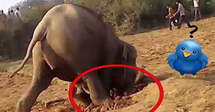 Kisah Gajah Yang Menggali Tanah Selama 11 Jam Tanpa Henti Untuk Menyelamatkan Anaknya
